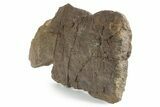 Dinosaur (Triceratops) Frill Shield Edge - Montana #351822-2